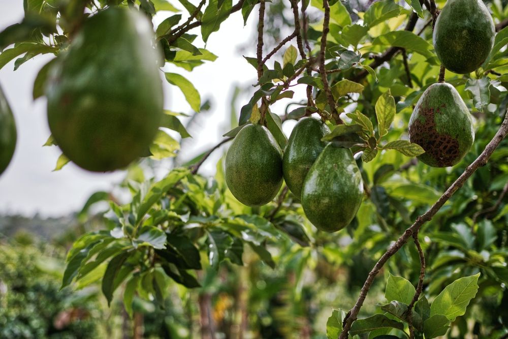 Producci N De Aguacate En Jalisco Panorama Actual