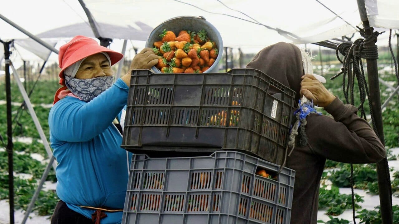 Presión política sobre fresas mexicanas en 2026