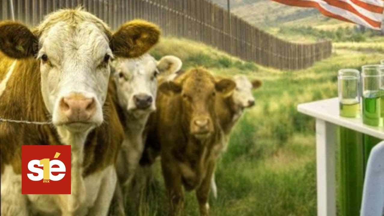 Reapertura de la frontera para ganado mexicano en 2026