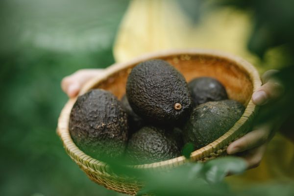 Producción de aguacate en Jalisco: sinónimo de éxito y reconocimiento extranjero