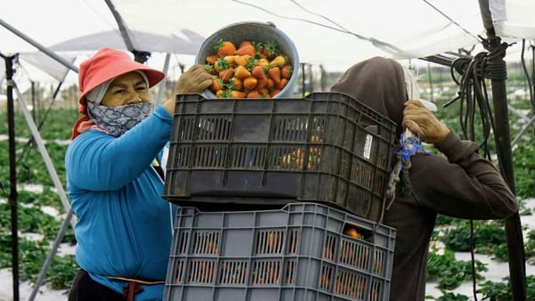 Presión política sobre fresas mexicanas en 2026
